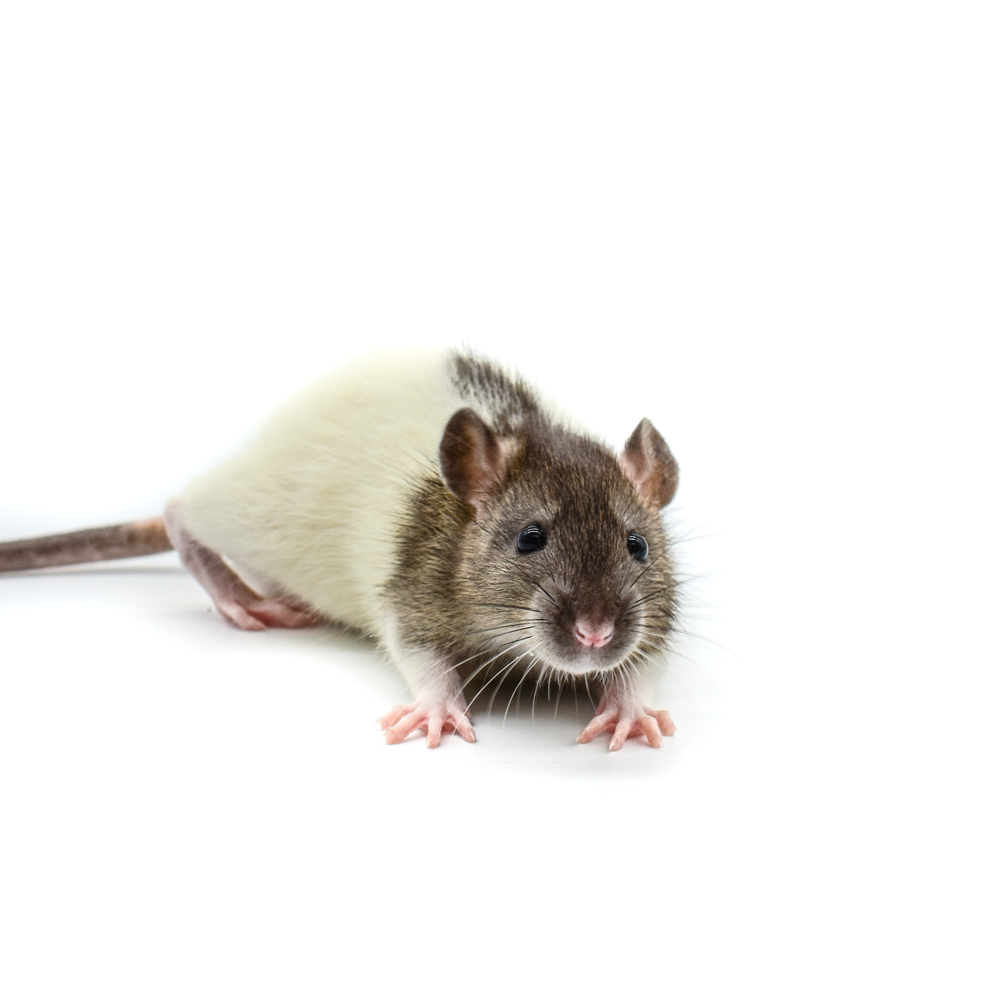 Rat Smalls