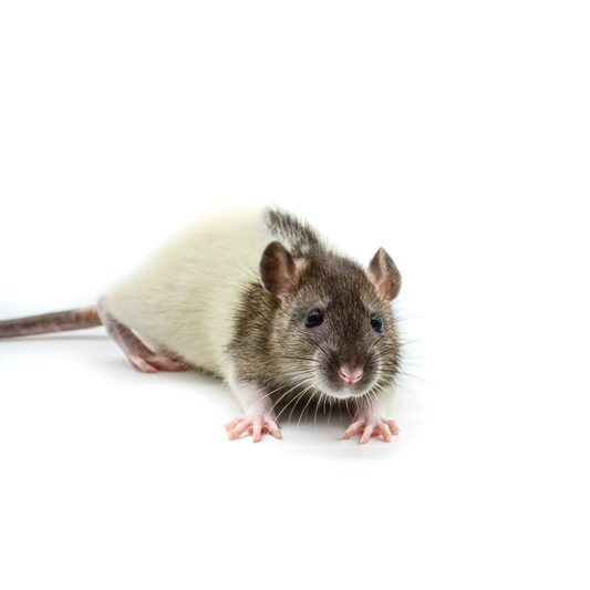 Rat Smalls