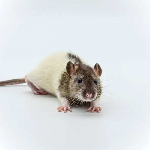Rat Smalls