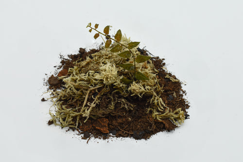 Solanum evolvulifolium (3-Pack)