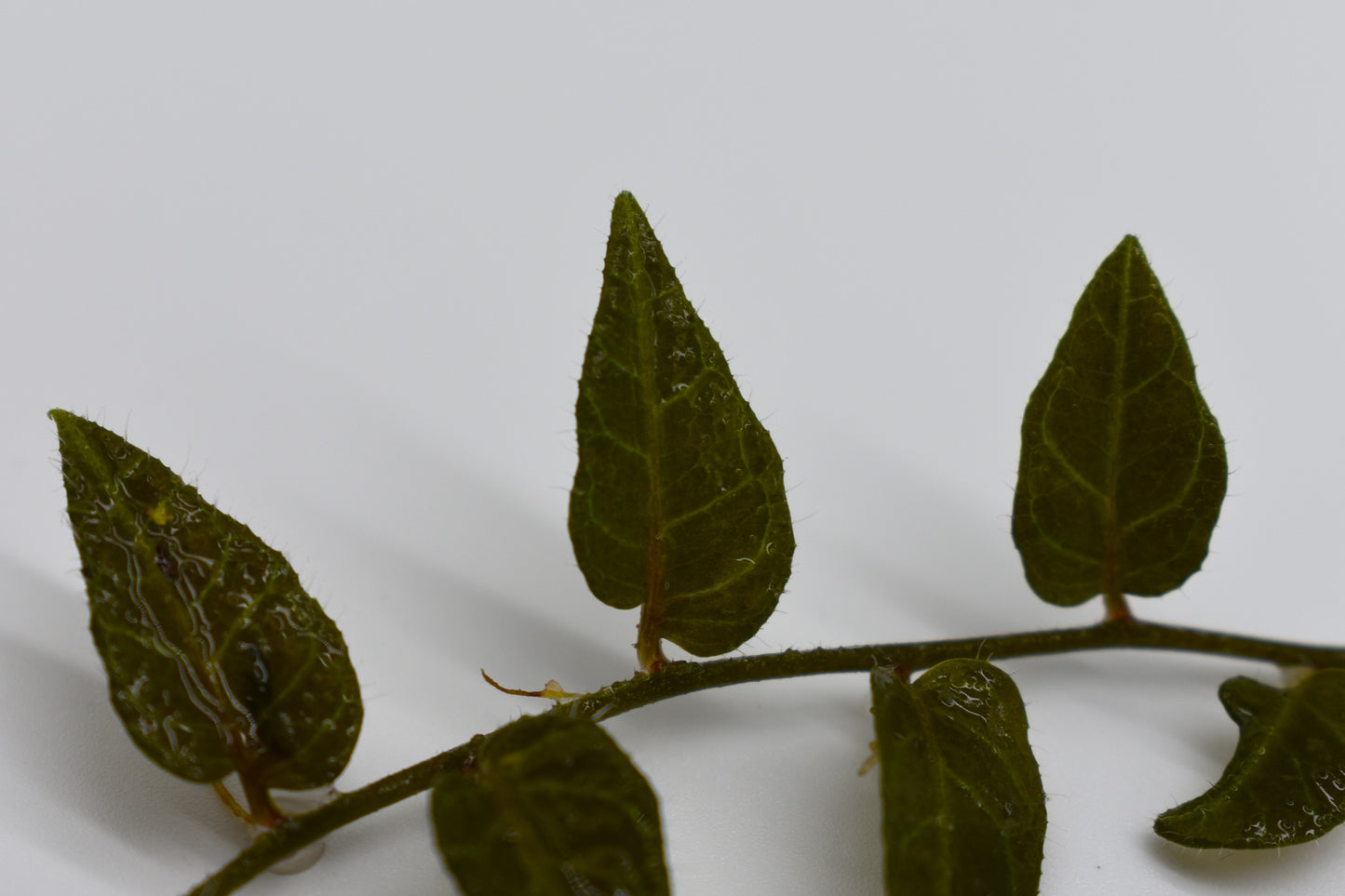 Solanum evolvulifolium