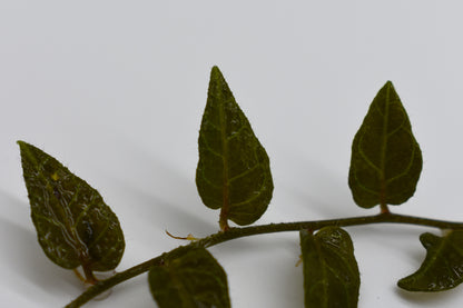 Solanum evolvulifolium