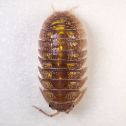Armadillidium granulatum ‘Spanish Yellow’