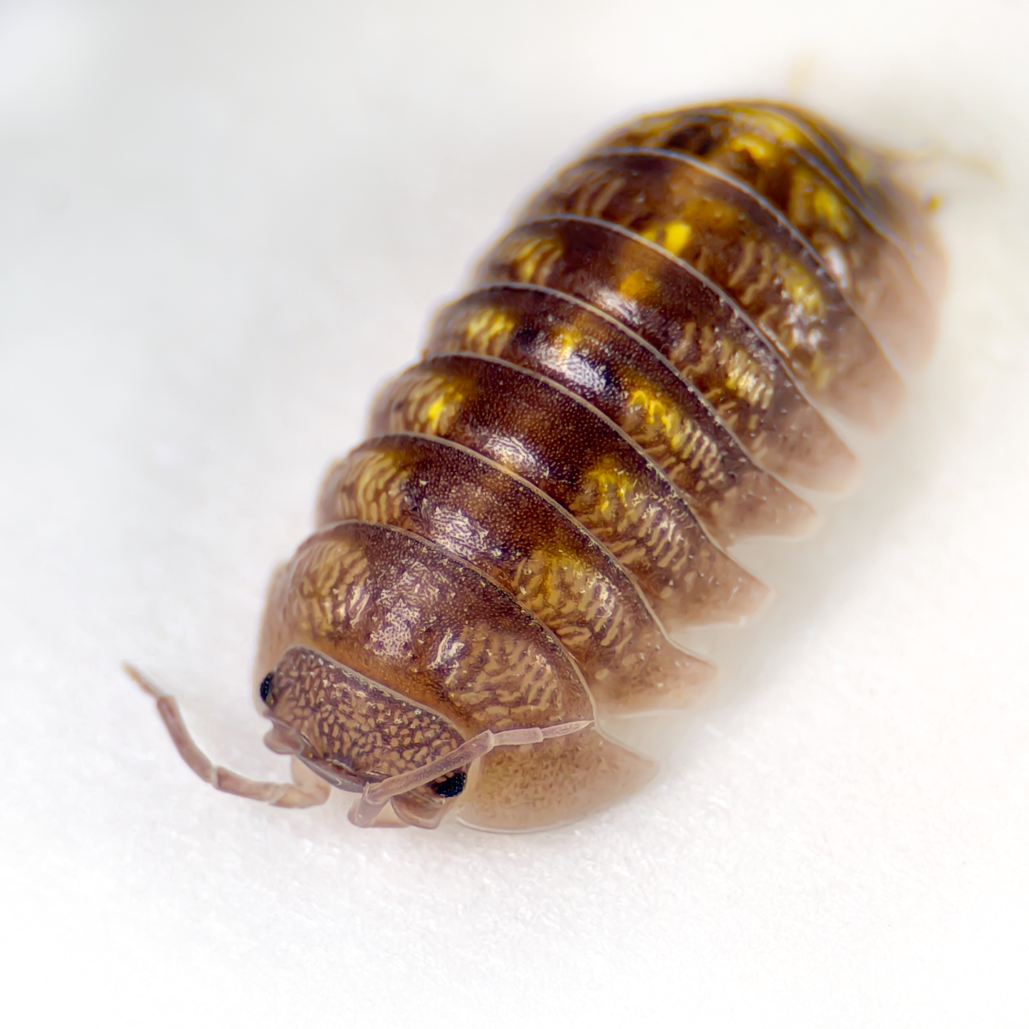 Armadillidium granulatum ‘Spanish Yellow’