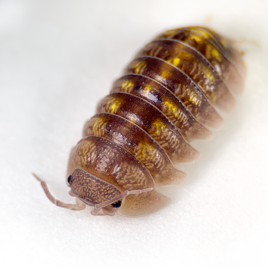 Armadillidium granulatum ‘Spanish Yellow’