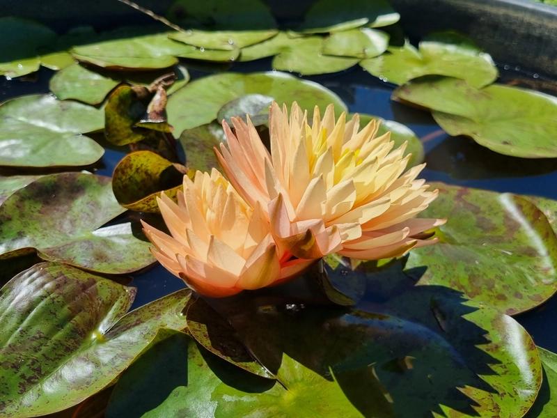 Nenúfar Nymphaea "casi negro" - Rizoma de tubérculo germinado resistente al invierno de Slocum