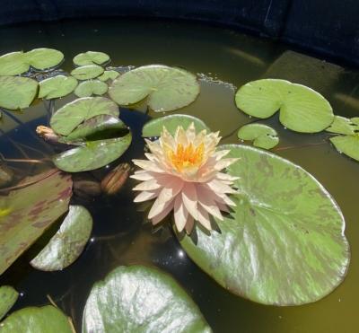 Nenúfar Nymphaea "casi negro" - Rizoma de tubérculo germinado resistente al invierno de Slocum