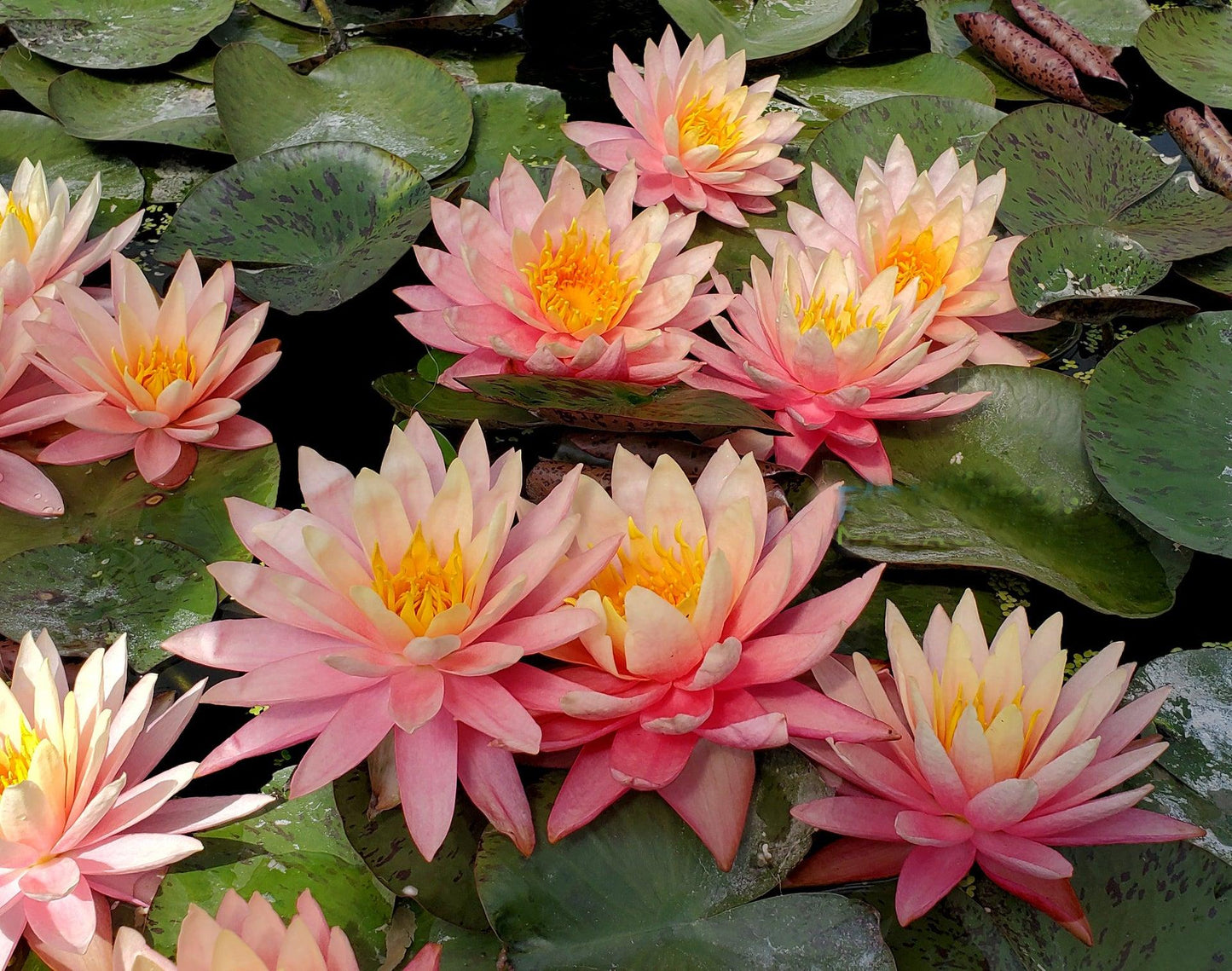 Nymphaea 'Sunfire' Hardy Water Lily Rhizome | Winter-Hardy Live Pond Plant | MiceDirect
