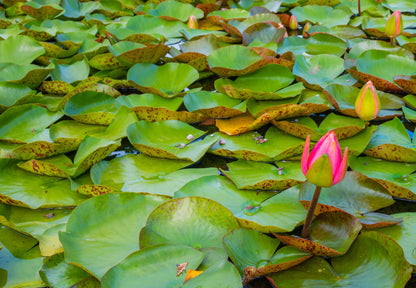 Nymphaea 'Sunfire' Hardy Water Lily Rhizome | Winter-Hardy Live Pond Plant | MiceDirect