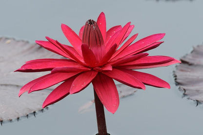 Nymphaea 'Sunfire' Hardy Water Lily Rhizome | Winter-Hardy Live Pond Plant | MiceDirect