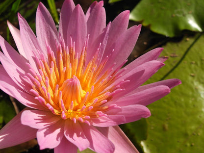Nymphaea 'Sunfire' Hardy Water Lily Rhizome | Winter-Hardy Live Pond Plant | MiceDirect
