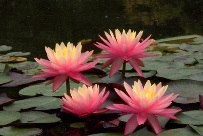 Nymphaea 'Sunfire' Hardy Water Lily Rhizome | Winter-Hardy Live Pond Plant | MiceDirect