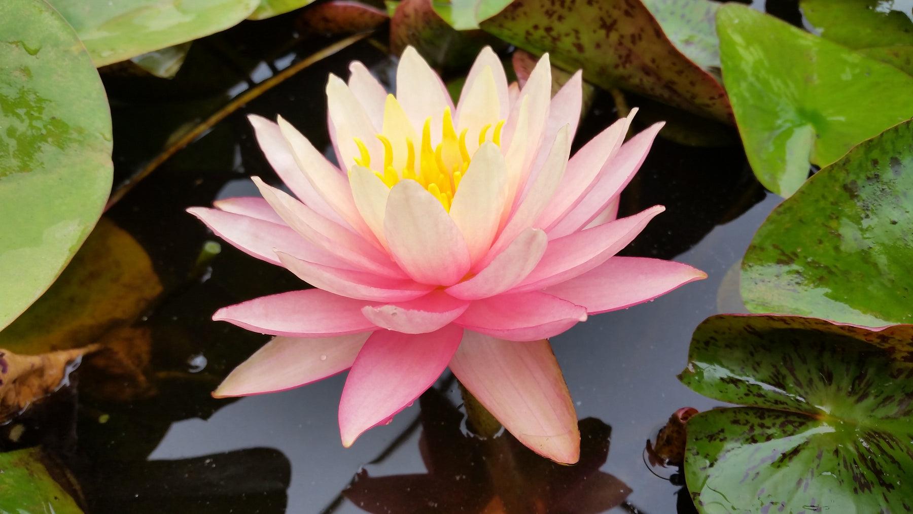 Nymphaea 'Sun Spark' Water Lily Rhizome | Winter-Hardy | MiceDirect