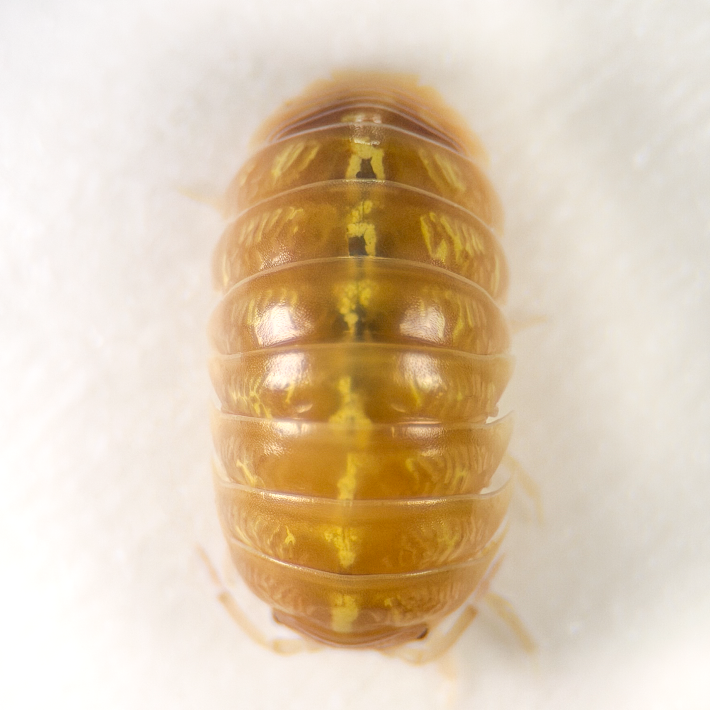 Armadillidium vulgare 'T+ Albino'