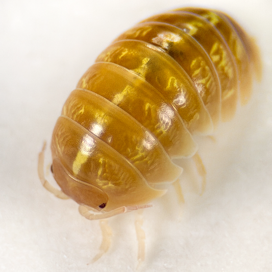 Armadillidium vulgare 'T+ Albino'