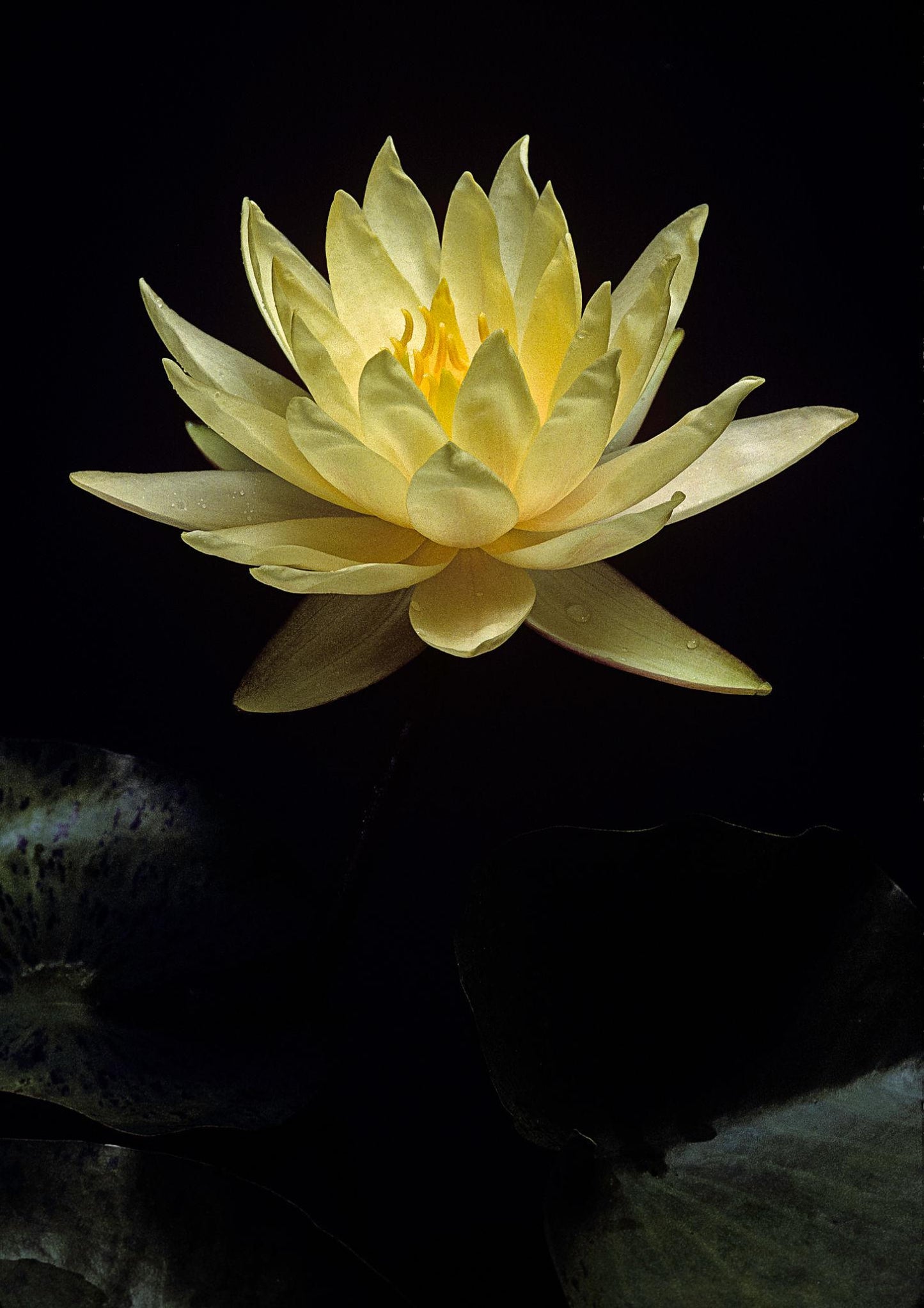 Nenúfar Nymphaea "casi negro" - Rizoma de tubérculo germinado resistente al invierno de Slocum