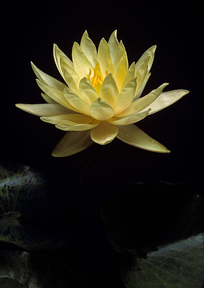 Nenúfar Nymphaea "casi negro" - Rizoma de tubérculo germinado resistente al invierno de Slocum