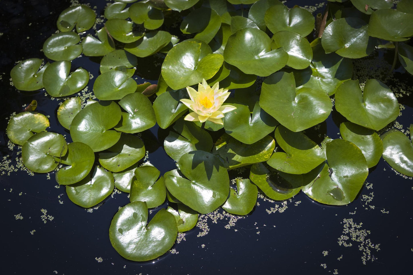 Nenúfar Nymphaea "casi negro" - Rizoma de tubérculo germinado resistente al invierno de Slocum