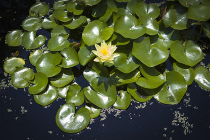Nenúfar Nymphaea "casi negro" - Rizoma de tubérculo germinado resistente al invierno de Slocum