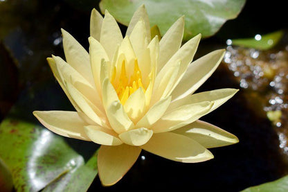 Nenúfar Nymphaea "casi negro" - Rizoma de tubérculo germinado resistente al invierno de Slocum