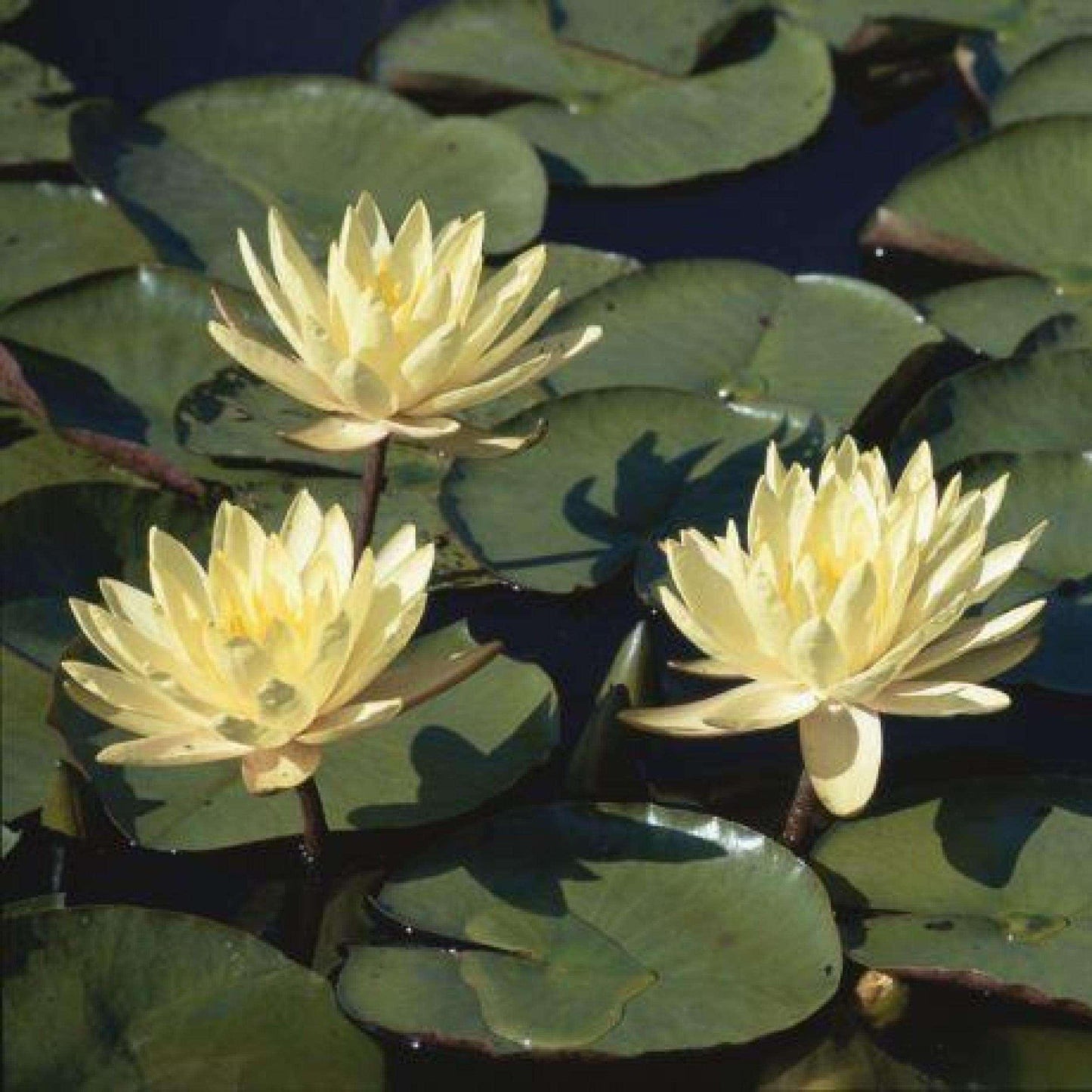 Nenúfar Nymphaea "casi negro" - Rizoma de tubérculo germinado resistente al invierno de Slocum