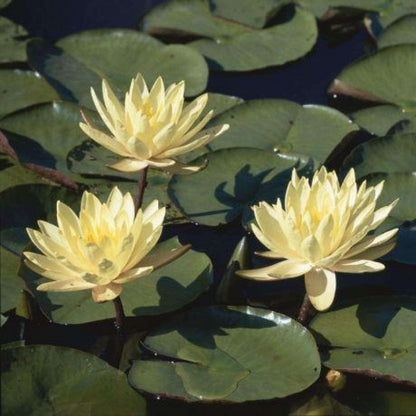 Nenúfar Nymphaea "casi negro" - Rizoma de tubérculo germinado resistente al invierno de Slocum