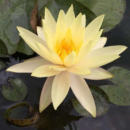 Nenúfar Nymphaea "casi negro" - Rizoma de tubérculo germinado resistente al invierno de Slocum