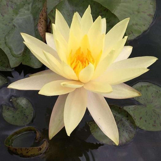 Nymphaea 'Texas Dawn' Hardy Water Lily Rhizome | Winter-Hardy Live Pond Plant | MiceDirect
