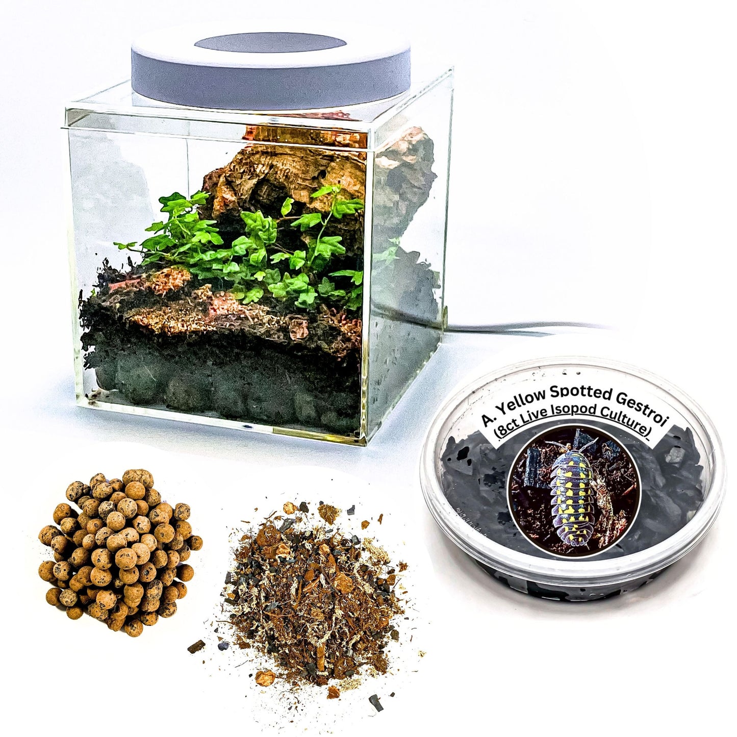 Kit de inicio DIY Tiny Vivarium con todo incluido: este ecosistema bioactivo completo de 6 x 6 pulgadas para decoración del hogar y la oficina 