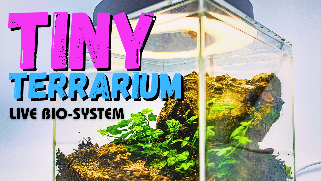 Kit de inicio DIY Tiny Vivarium con todo incluido: este ecosistema bioactivo completo de 6 x 6 pulgadas para decoración del hogar y la oficina 