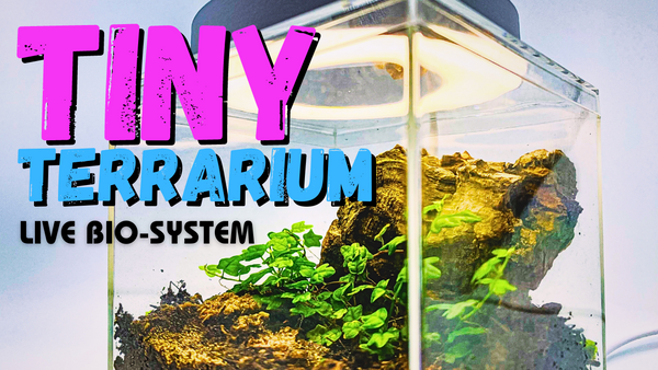 All Inclusive DIY Tiny Vivarium Starter Kit - This 6x6 Inch Complete B ...