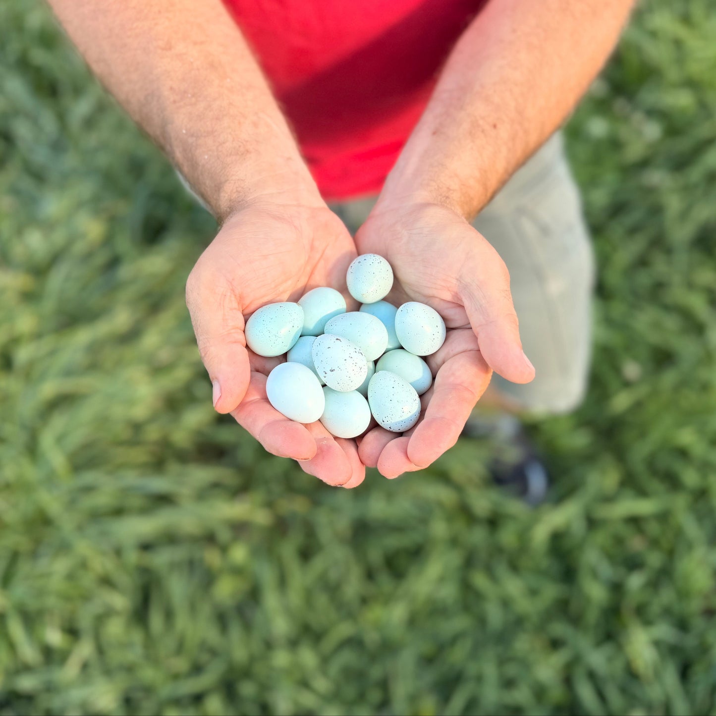 Fertilized True-Blue Celadon Coturnix Hatching Eggs