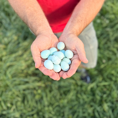 Fertilized True-Blue Celadon Coturnix Hatching Eggs
