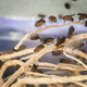 Flightless Golden Drosophila Melanogaster