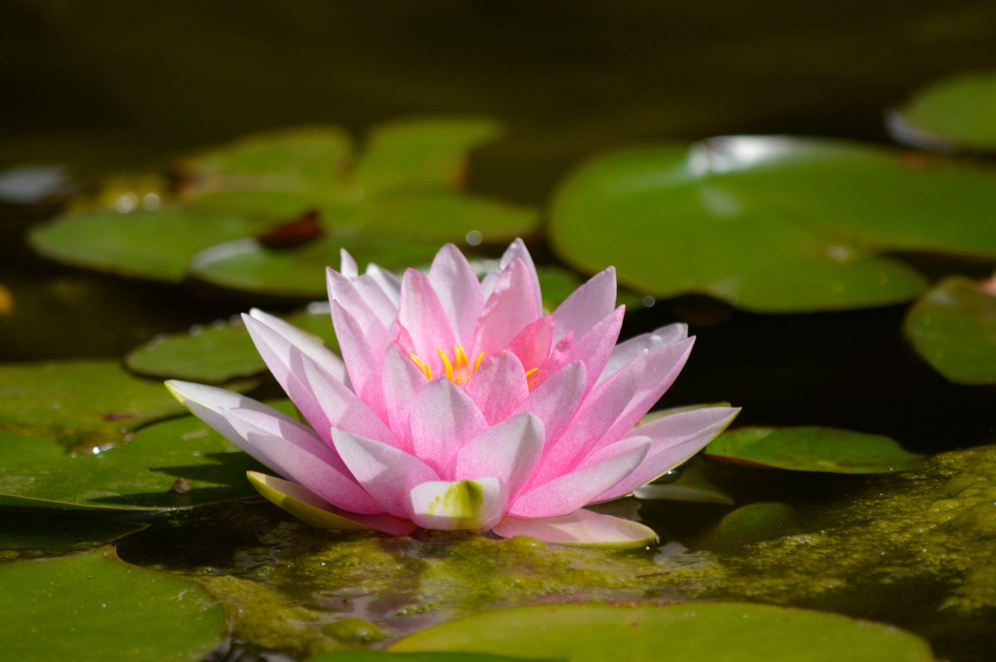 Nymphaea 'Pink Sensation' Hardy Water Lily Rhizome | Winter-Hardy