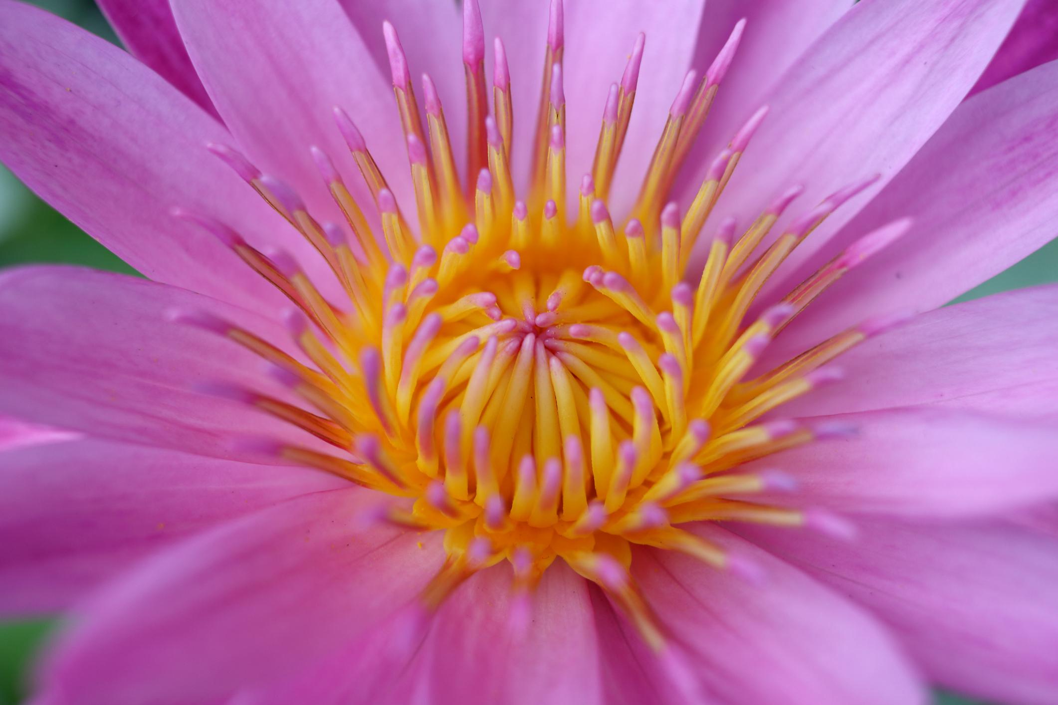 Nymphaea 'Pink Sensation' Hardy Water Lily Rhizome | Winter-Hardy
