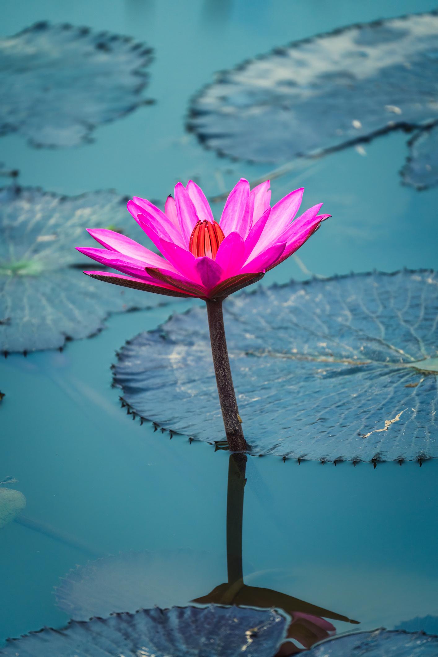 睡莲粉色感觉冬季耐寒发芽块茎根茎