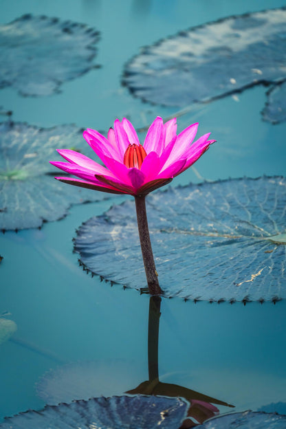 睡莲粉色感觉冬季耐寒发芽块茎根茎