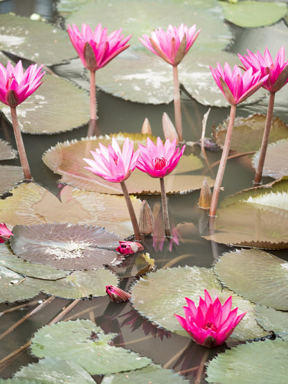 睡莲粉色感觉冬季耐寒发芽块茎根茎