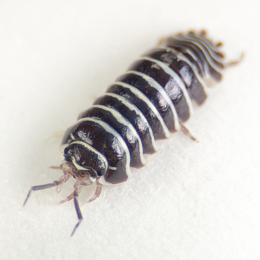 Armadillidium maculatum 'Zebra'