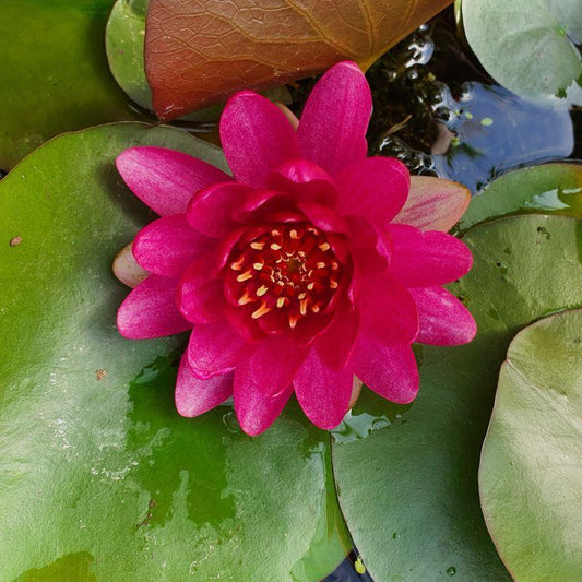 Nymphaea 'Baby Red' Hardy Water Lily Rhizome | Winter-Hardy Live Pond Plant | MiceDirect