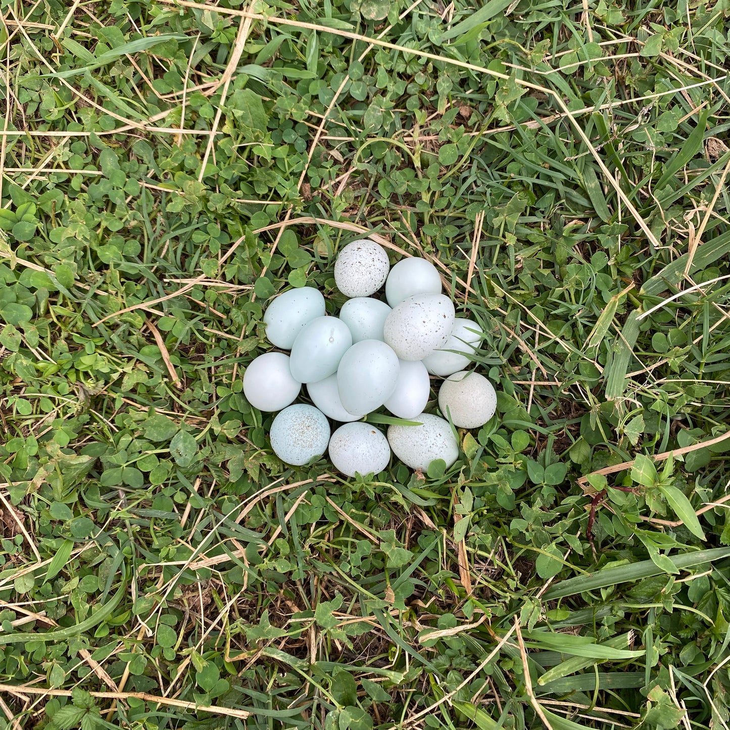 Fertilized True-Blue Celadon Coturnix Hatching Eggs
