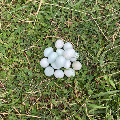 Fertilized True-Blue Celadon Coturnix Hatching Eggs