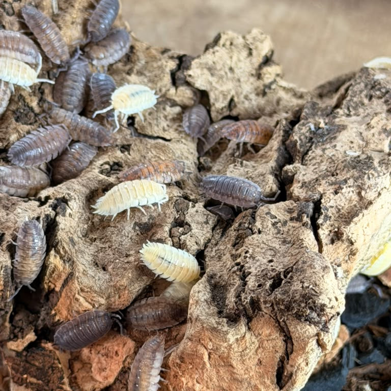 Porcellio scaber 'Calico'