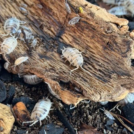 Porcellio aff. laevis 'Dairy Cow'