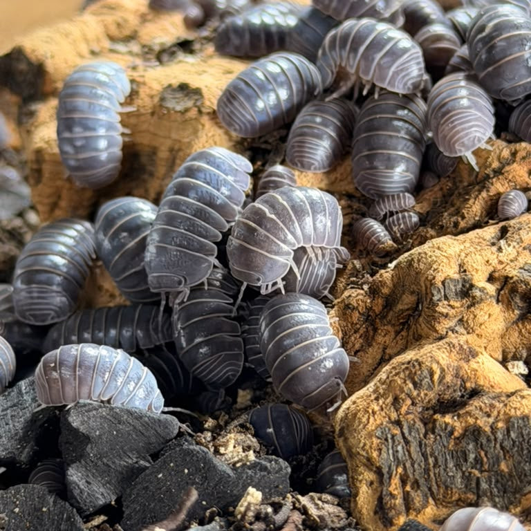 Armadillo officinalis 'Greece'