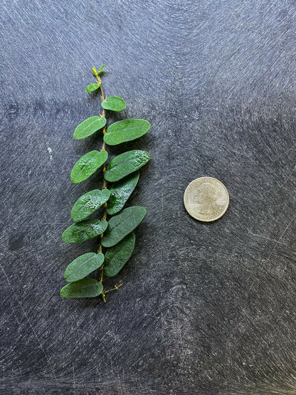 Ficus sp. Borneo - Dart Frog VIVARIUM / Terrarium Plant - Stem Cutting