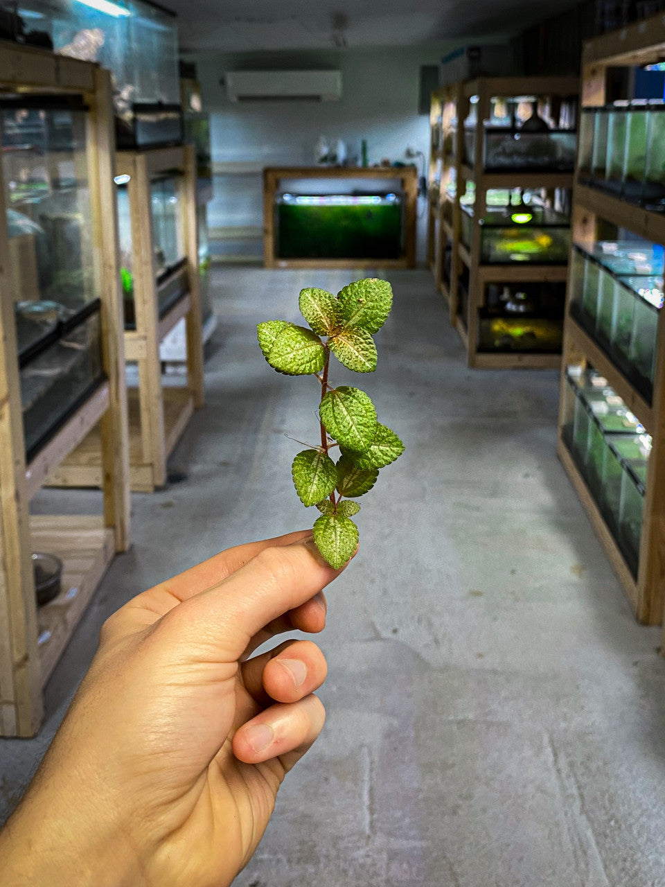 Pilea Moonlight