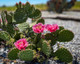 Opuntia hybrid "Watermelon" (x1 Cutting) / Winter Hardy / Prickly Pear Cactus