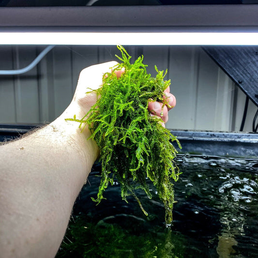 爪哇莫斯 (Taxiphyllum barbieri) 活体淡水植物 / 水族馆植物